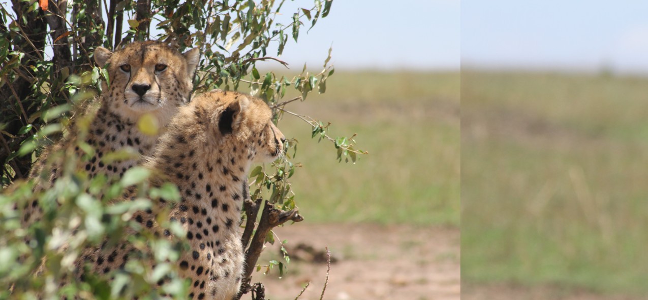 Cheetar